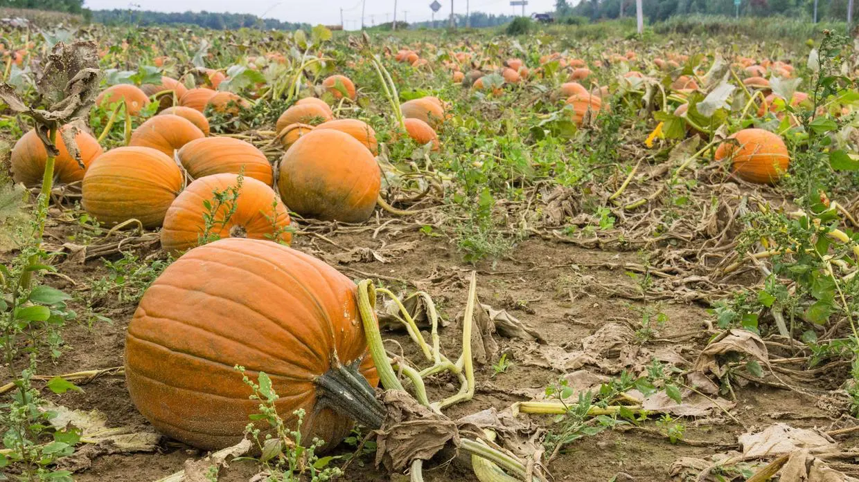 Champ de citrouilles mûres en automne