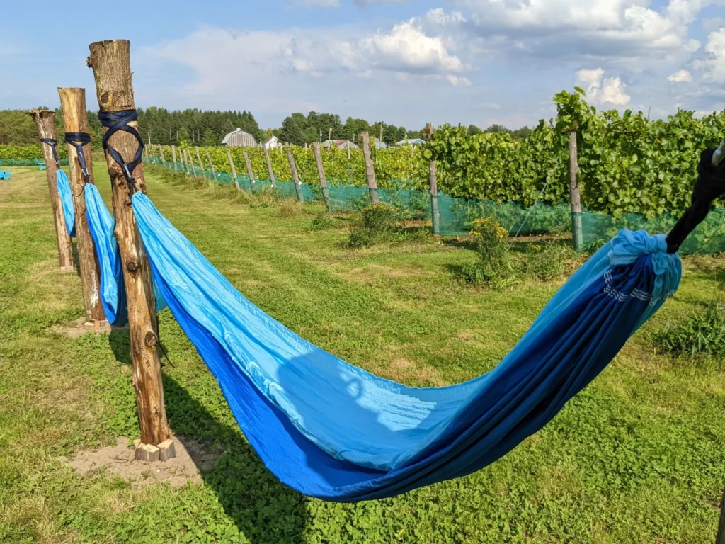 Vignoble Le 10-Vin