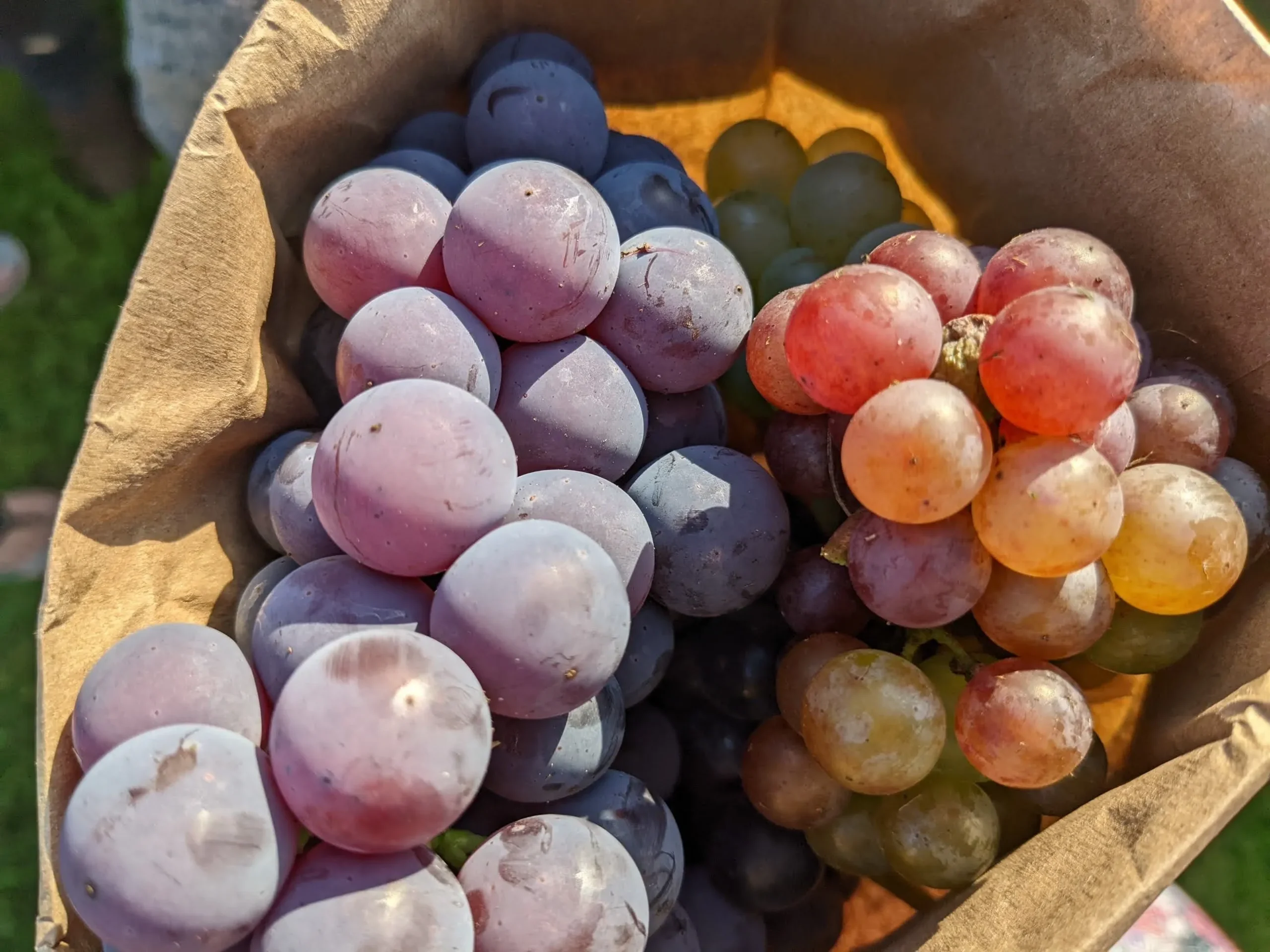 Vignobles