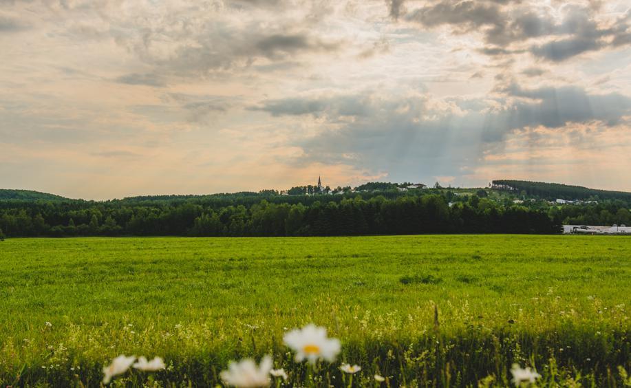 Champ verdoyant sous ciel nuageux au soleil