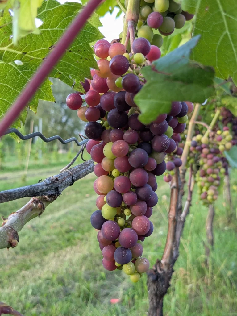 domaine small région lotbinière (116)